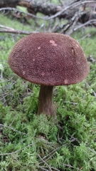 Aureoboletus mirabilis