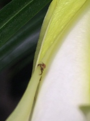 Thomisidae