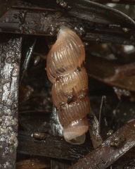 Truncatella scalarina