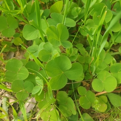 Oxalis purpurea