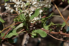 Fallopia baldschuanica