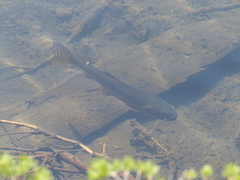 Oncorhynchus clarkii