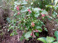 Alseuosmia macrophylla