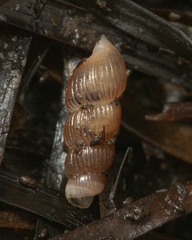 Truncatella scalarina