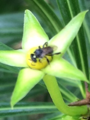 Tetragonula