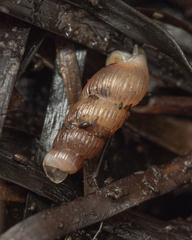 Truncatella scalarina