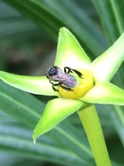 Tetragonula