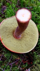 Aureoboletus mirabilis