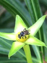 Tetragonula