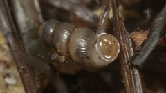 Truncatella scalarina