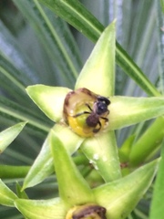 Tetragonula