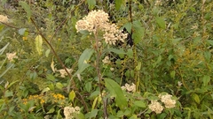 Pomaderris discolor