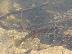 Oncorhynchus clarkii