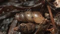 Truncatella scalarina