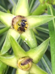 Tetragonula