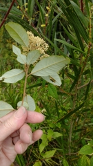 Pomaderris discolor