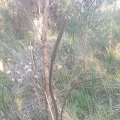 Xanthorrhoea minor lutea