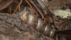 Truncatella scalarina