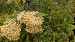 Pomaderris discolor