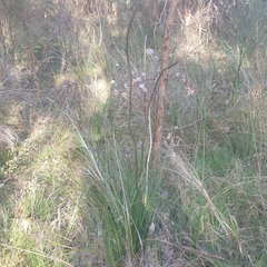 Xanthorrhoea minor lutea