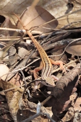 Meroles squamulosus