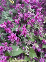 Lespedeza bicolor