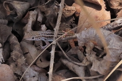 Meroles squamulosus