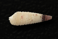 Eutriphora armillata