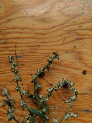 Atriplex glabriuscula