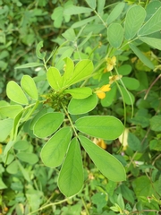 Senna obtusifolia