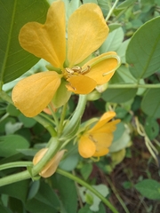 Senna obtusifolia