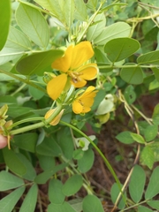 Senna obtusifolia