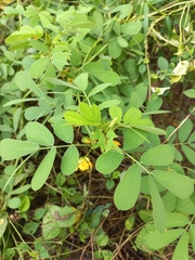 Senna obtusifolia