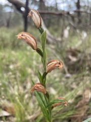Pterostylis sanguinea