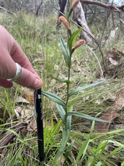 Pterostylis sanguinea