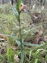 Pterostylis sanguinea