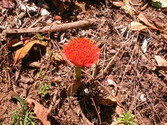 Scadoxus puniceus