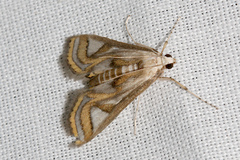 Eoophyla