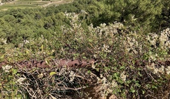 Fallopia baldschuanica