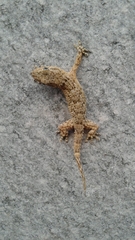 Tarentola mauritanica