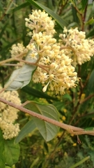 Pomaderris discolor