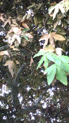Platanus racemosa