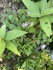 Eupatorieae