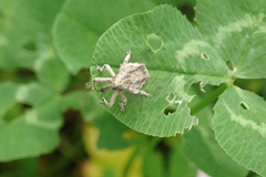 Oemethylus triangularis