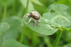 Oemethylus triangularis