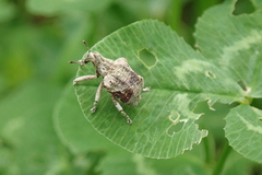 Oemethylus triangularis