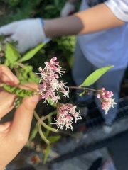 Eupatorieae