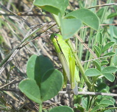 Mecostethus parapleurus