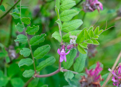 Vicia sepium