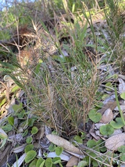 Distichlis distichophylla